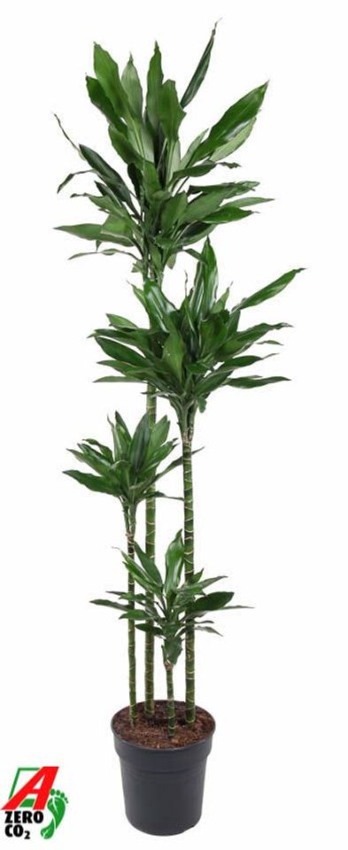 Dracaena fragrans 'Janet Lind'