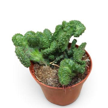 Euphorbia enopla cristata