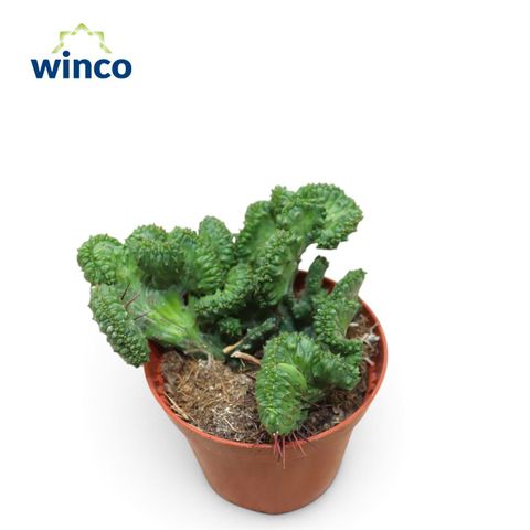Euphorbia enopla cristata