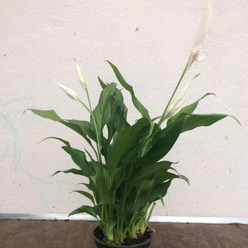 Spathiphyllum 'Strauss'