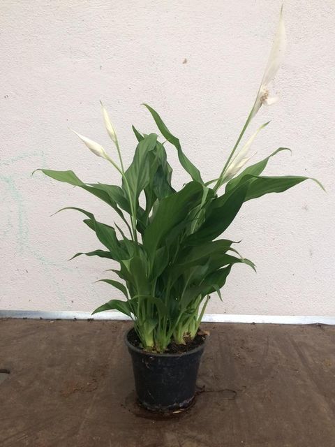Spathiphyllum 'Strauss'