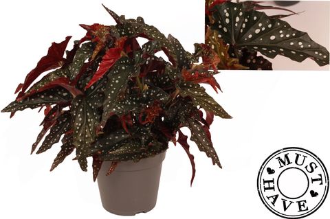 Begonia 'Black Forrest'