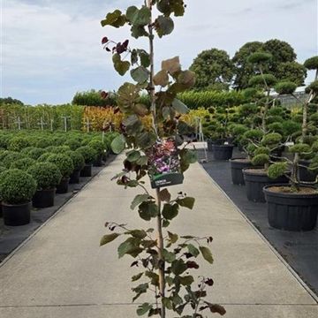 Cercis canadensis 'Forest Pansy'