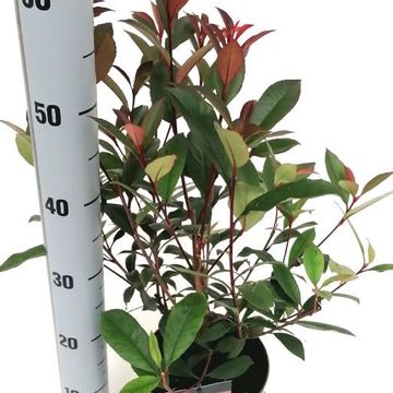 Photinia x fraseri CARRÉ ROUGE