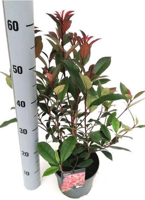 Photinia x fraseri CARRÉ ROUGE