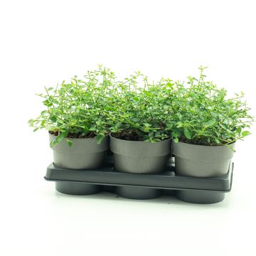 Ceanothus thyrsiflorus repens