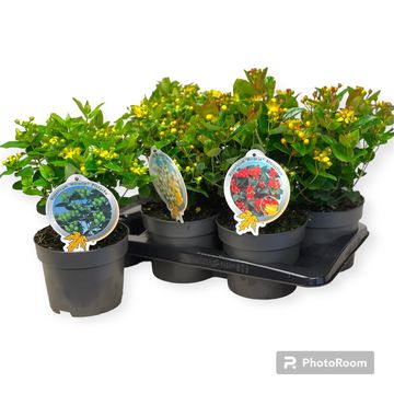 Hypericum MIRACLE MIX