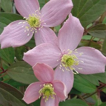 Clematis 'Fragrant Spring' (M)