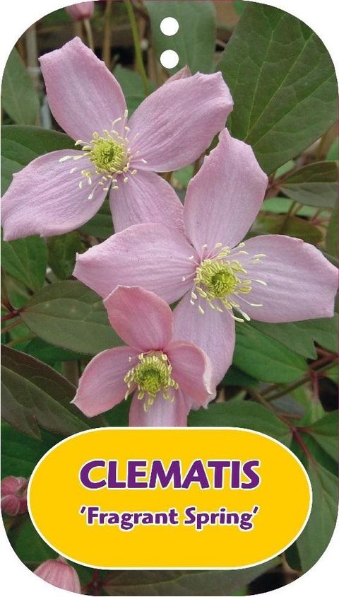 Clematis 'Fragrant Spring' (M)