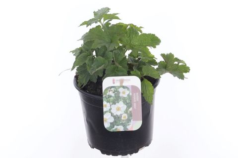 Anemone x hybrida 'Honorine Jobert'