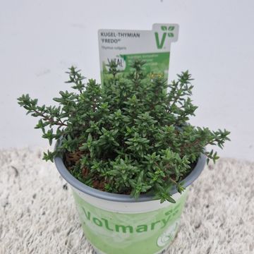 Thymus vulgaris 'Fredo'