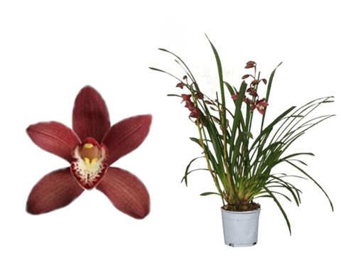 Cymbidium PEARL FLOR