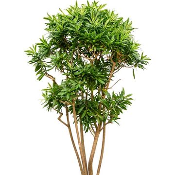 Dracaena reflexa 'Song of Sri Lanka'