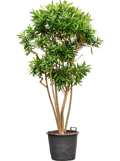 Dracaena reflexa 'Song of Sri Lanka'
