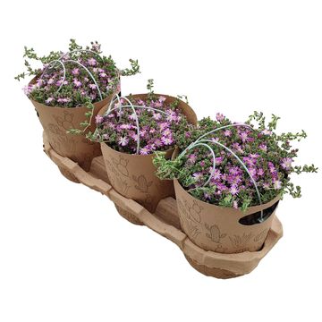 Drosanthemum hispidum