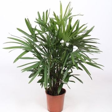 Rhapis excelsa