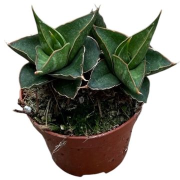 Sansevieria 'Table Mountain'