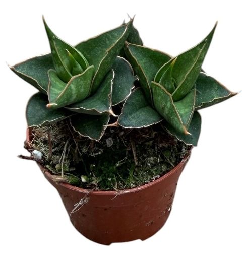 Sansevieria 'Table Mountain'