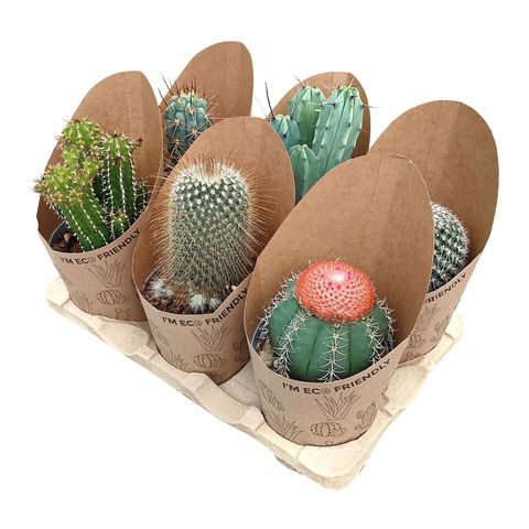 Cactus MIX