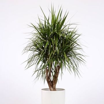 Dracaena marginata