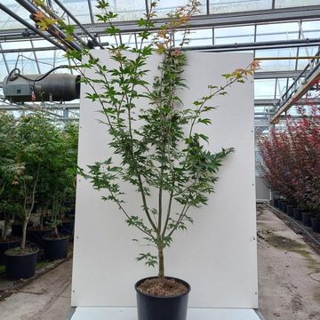 Acer palmatum 'Ôsakazuki'