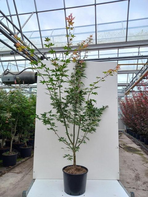 Acer palmatum 'Ôsakazuki'