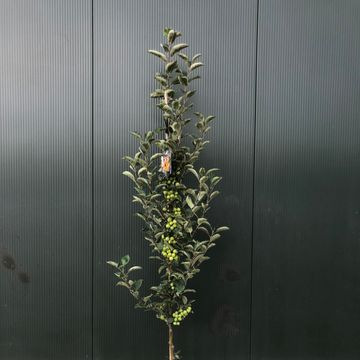 Malus 'Golden Hornet'