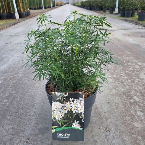 Choisya WHITE DAZZLER