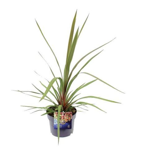 Cordyline australis 'Red Heart' — Plant Wholesale FlorAccess