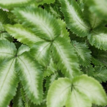 Pteris cretica 'Albolineata'