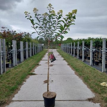 Hydrangea paniculata VANILLE FRAISE