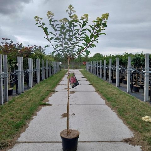 Hydrangea paniculata VANILLE FRAISE