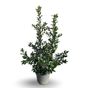 Ilex x meserveae 'Blue Maid'
