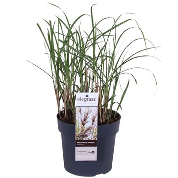 Miscanthus sinensis 'Malepartus'