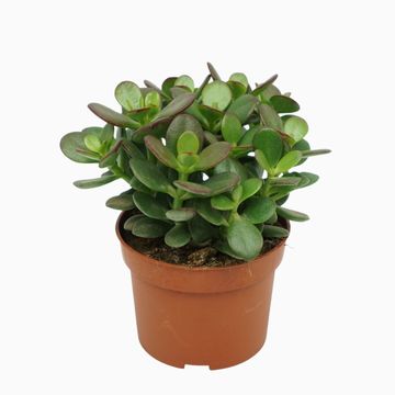 Crassula ovata 'Minor'