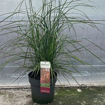 Miscanthus sinensis 'Ruby Cute'