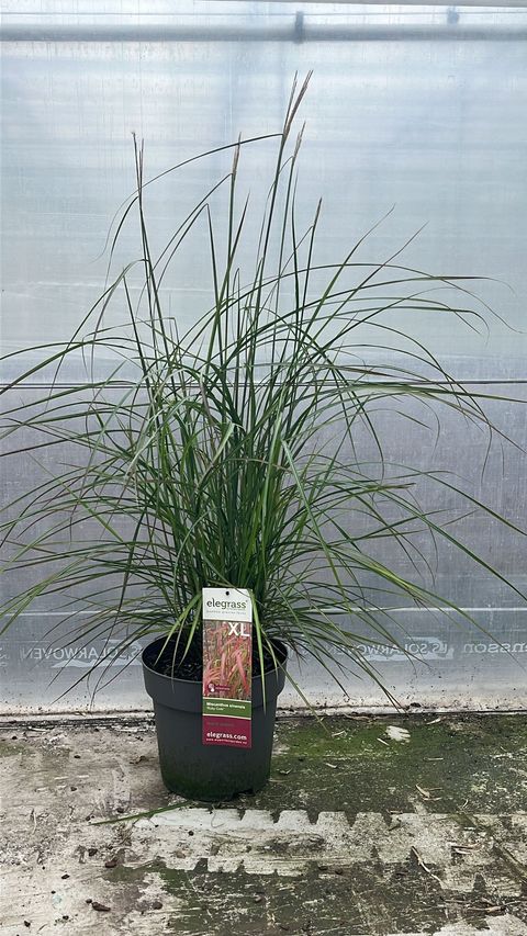 Miscanthus sinensis 'Ruby Cute'