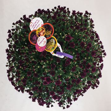 Chrysanthemum SKYFALL PURPLE