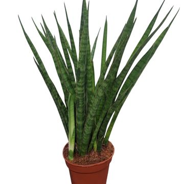 Sansevieria zeylanica 'Greenline'