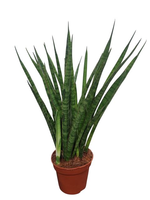 Sansevieria zeylanica 'Greenline'