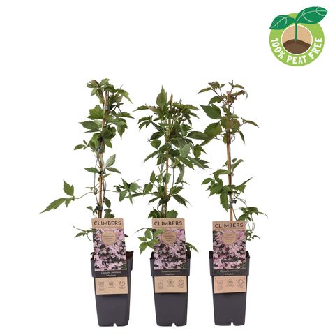 Clematis 'Mayleen' (M)