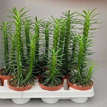 Euphorbia loricata