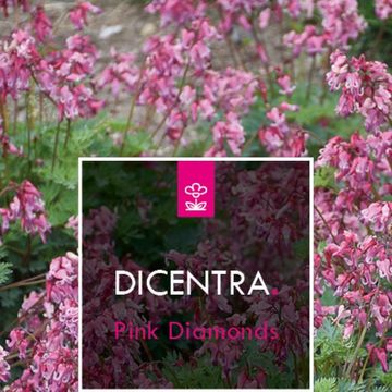 Dicentra 'Pink Diamonds'