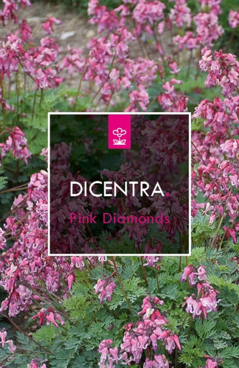 Dicentra 'Pink Diamonds'