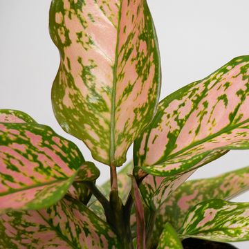 Aglaonema 'Hawkeye'