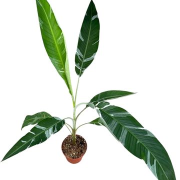 Musa 'Florida Variegata'