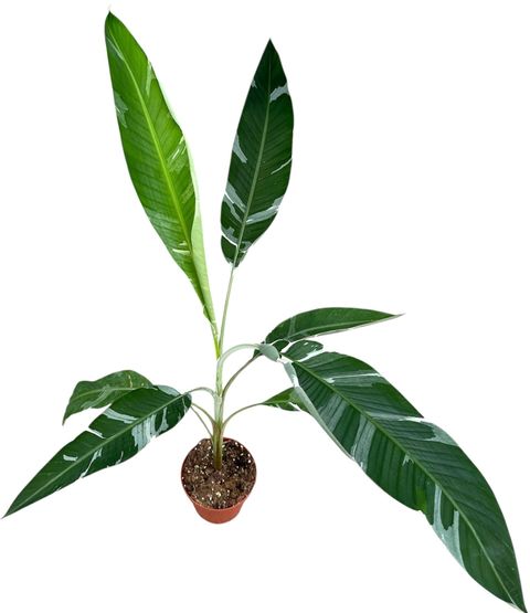 Musa 'Florida Variegata'