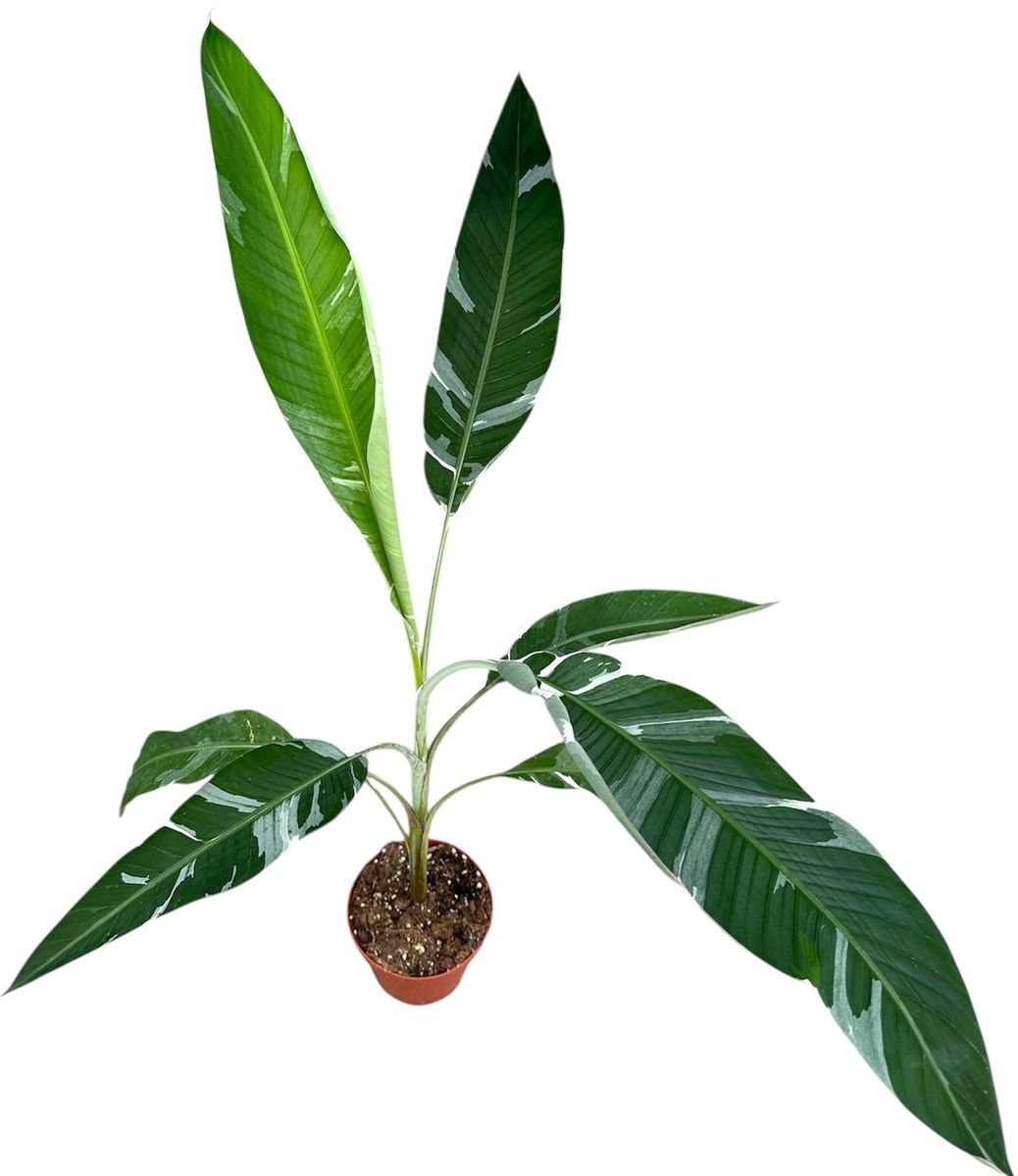 saatgut ökologisch Saatgut Rose