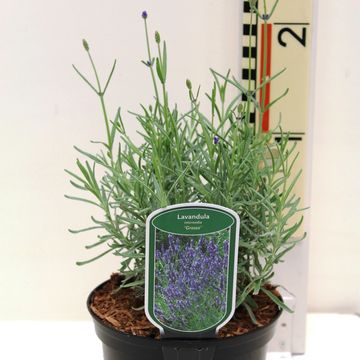 Lavandula x intermedia 'Grosso'