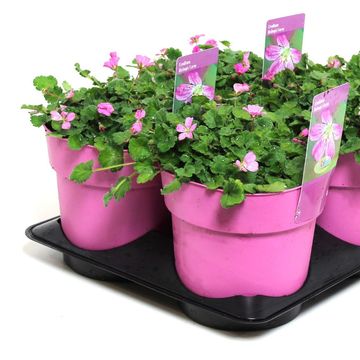 Dianthus barbatus 'Dash Magician'